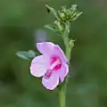 Urena lobata var. sinuata in Narsapur, Medak district, India.