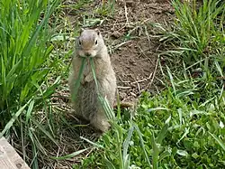 Brown squirrel