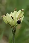 of Urocystis primulae in the fruit of Primula veris.