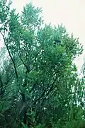 Vaccinium padifolium, over 2 m high shrub.