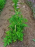 V. officinalis