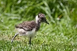 Chick in the Netherlands