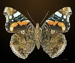 Adult butterfly (ventral)