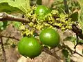Vangueria infausta