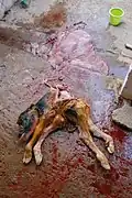 with placenta, after cesarian section; viscera had been removed by a former obstetrician