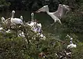 Spot-billed pelicans