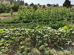Vegetable field