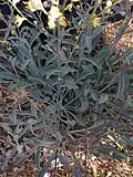 Mid leaves