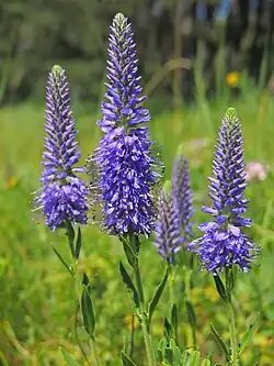 Spiked speedwell