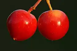 Fruits close-up