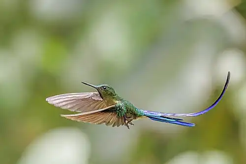 male