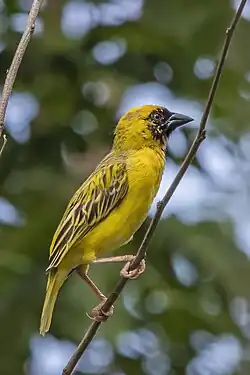 male P. v. peixotoi São Tomé and Príncipe