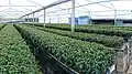 Clones production Toona ciliata, Campo Belo, southeast Brazil