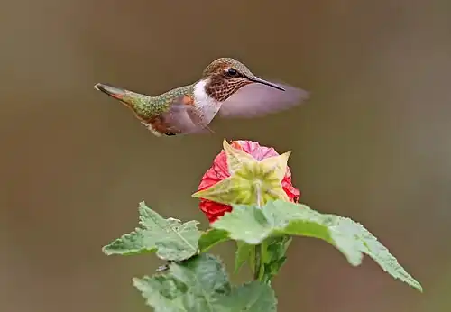 Female in Panama