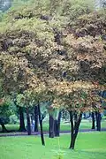Green trees in the park