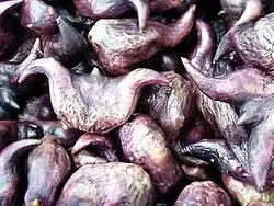Boiled T. bicornis seeds