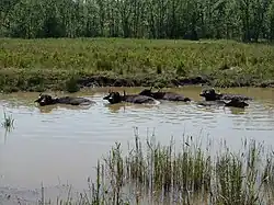 Chippenham Fen
