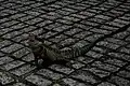 Australian water dragon