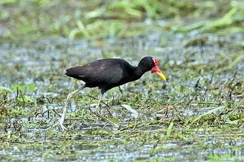 Adult J. j. hypomelaena Chagres River, Panama