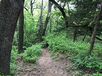 Trail