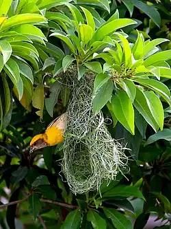 Weaverbirds at West Bengal