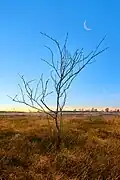 Birch in the Fens