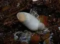 Young specimen