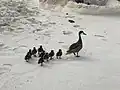 Caribbean white-cheeked pintail with 9 ducklings