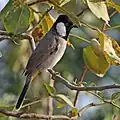 P. l. leucotis, Bharatpur, Rajasthan, India