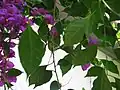 Fig 2. The nest was located in among the Bougainvillea foliage. Both sexes seemed to help build it.