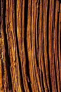Bark