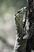 Brisbane Forest Park, Queensland