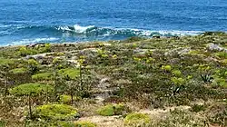 Flora of the cape