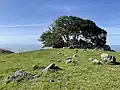 Tree on rock cluster