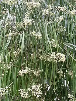 Willowy leaves