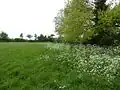 Winks Meadow