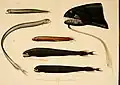 Various Stomiidae