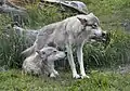 Wolves