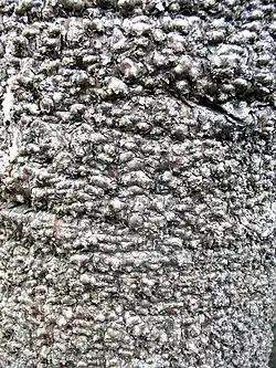 Bark of W. nobilis