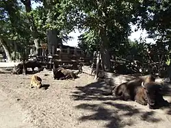 Wood bisons