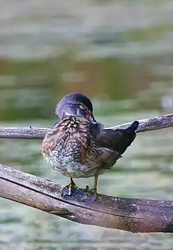 Wood duck