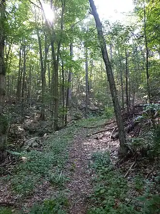 Forest trail