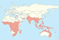 Africa, Asia, and Australia