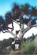 8 metre tall grass tree at Mount Cabrebald