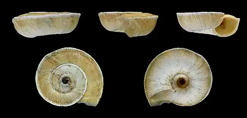Xerosecta explanata