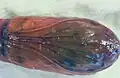 Pupa