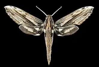 Male dorsal