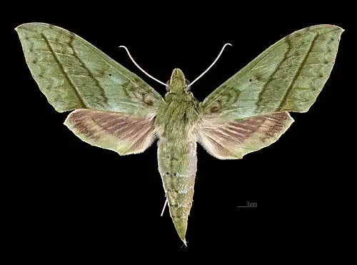 Female dorsal