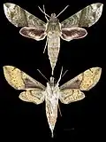 Xylophanes pistacina