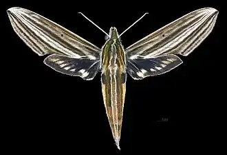 Female